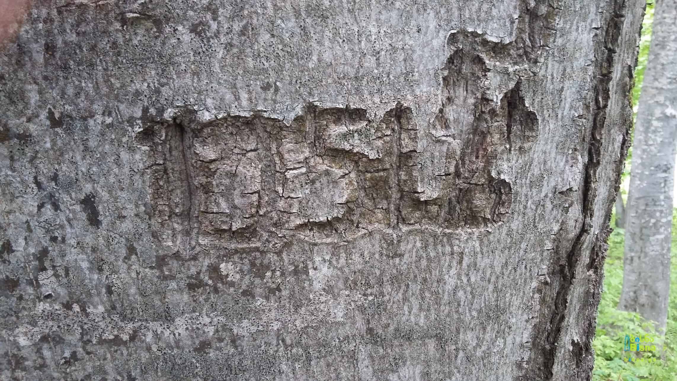 ძველი წარწერა ხეზე