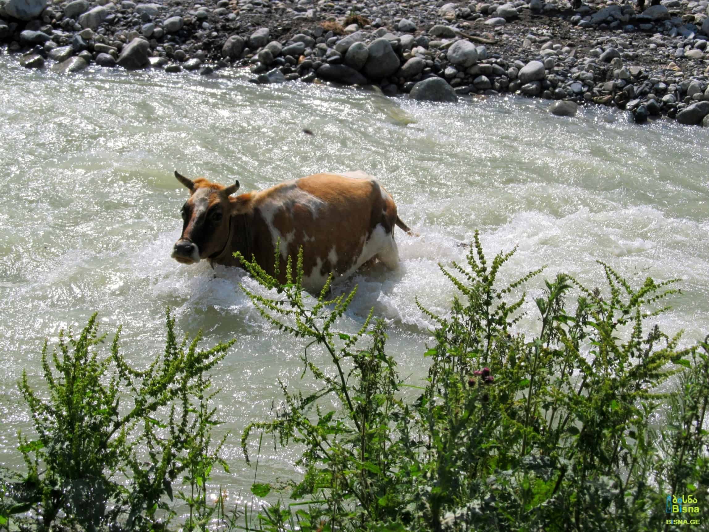 ადგილობრივი ძროხა კვეთს მდინარე ენგურს. უშგულსა და ენგურის სათავეს შორის